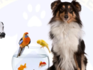 Mcwild Pet Hypermarket - Aflaj Pet