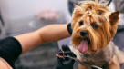 Wooferine Pets Grooming