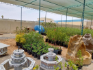 Royal House Trees Seedlings Trading