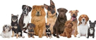 K9 Domestic Pets Grooming