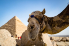 Emirates Desert Tourism