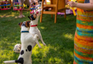 Dogwalk Daycare & Grooming