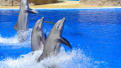 Sea Magic Recreational Services