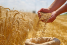 Algebra Commodities