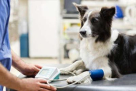 Wam Care Medicine And Equipment Veterinary Trading
