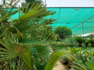 Green Trend Landscape