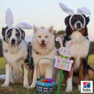 Petpro Animal Feed Trading