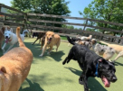 Pet Love Grooming & Accessories