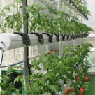 Eco Vision International Environmental Consultancy & Studies