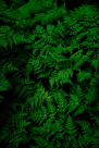 Al Wafaa Plants & Medical Herbs