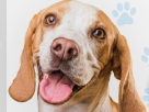 Pawbulance Veterinary Clinic