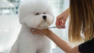 Pets Kingdom
