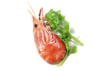 Hi Choice Foodstuff Trading