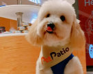Pet Patio
