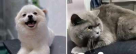 Fluffy Staycation Pets Grooming & Boarding