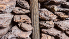 Al Borkan Coal & Firewood Trading