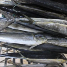 Pearl Fisheries & Foods