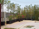 Exotic Plants & Pots Trading
