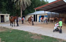 Al Ali Stables