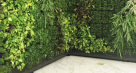 Rubus Plants & Flowers Trading
