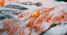 Tahir Sultan Fish Trading