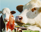 Dairy Land