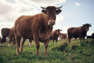 Wadi Alhoora Livestock Trading