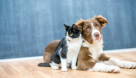 World Of Pets