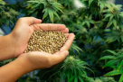 Seeds Global