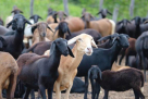 Afghani Green Livestock (l.l.c)