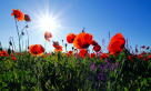 Super Green Landscape Gardening