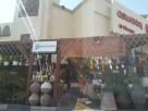 Spring Rose Plants & Flowers Trading