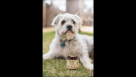 M E S S Animal Supplements Trading