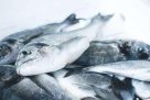 Sultan Fadhel Alhamili Fish Stall