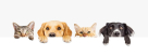 Happy Puppy Grooming Boutique