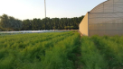 Desert Organic Farm