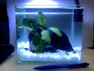Bestie Beasties Aquarium