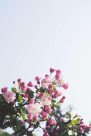 Happy Pot Plants And Flowers