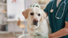 Royal Pets Veterinary Clinic