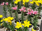 Lamasat Alward Flower Trading