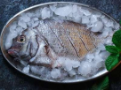 Ahmed Daewish Mohd Al Hammadi Fish Stall