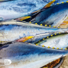 Seafood Souq General Trading