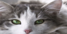 Pet Wellness Veterinary Clinic