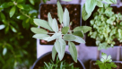 Ard Alsharq Natural Herbs Trading