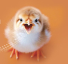 Adisseo Animal Nutrition