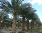 Hail Agricultural & Feasibility Studies Consultancies