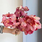 Florette Marche Aux Fleurs