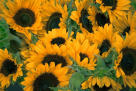 Garden Villa Flowers