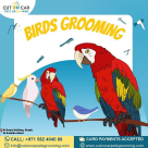 Cut On Car Pets Grooming