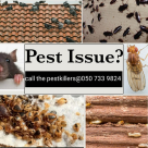 Pest Killer For Pest Control